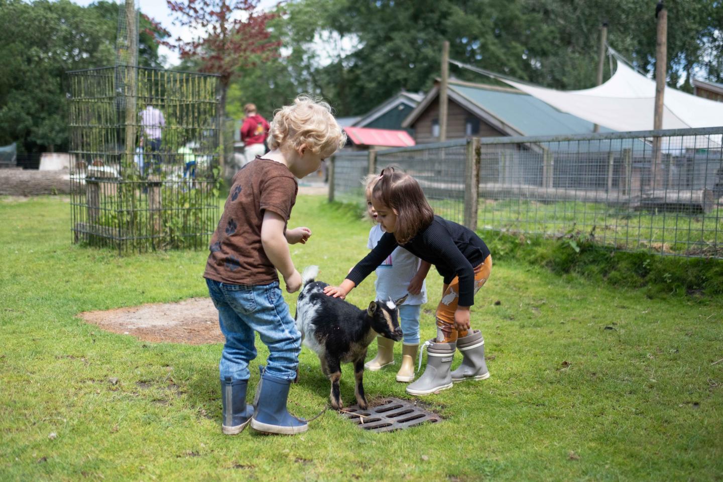 foto van kinderen die een geit aaien