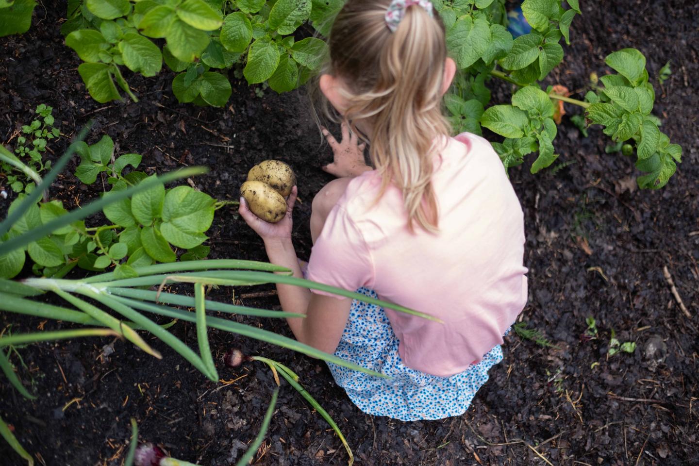 foto van aardappeloogst