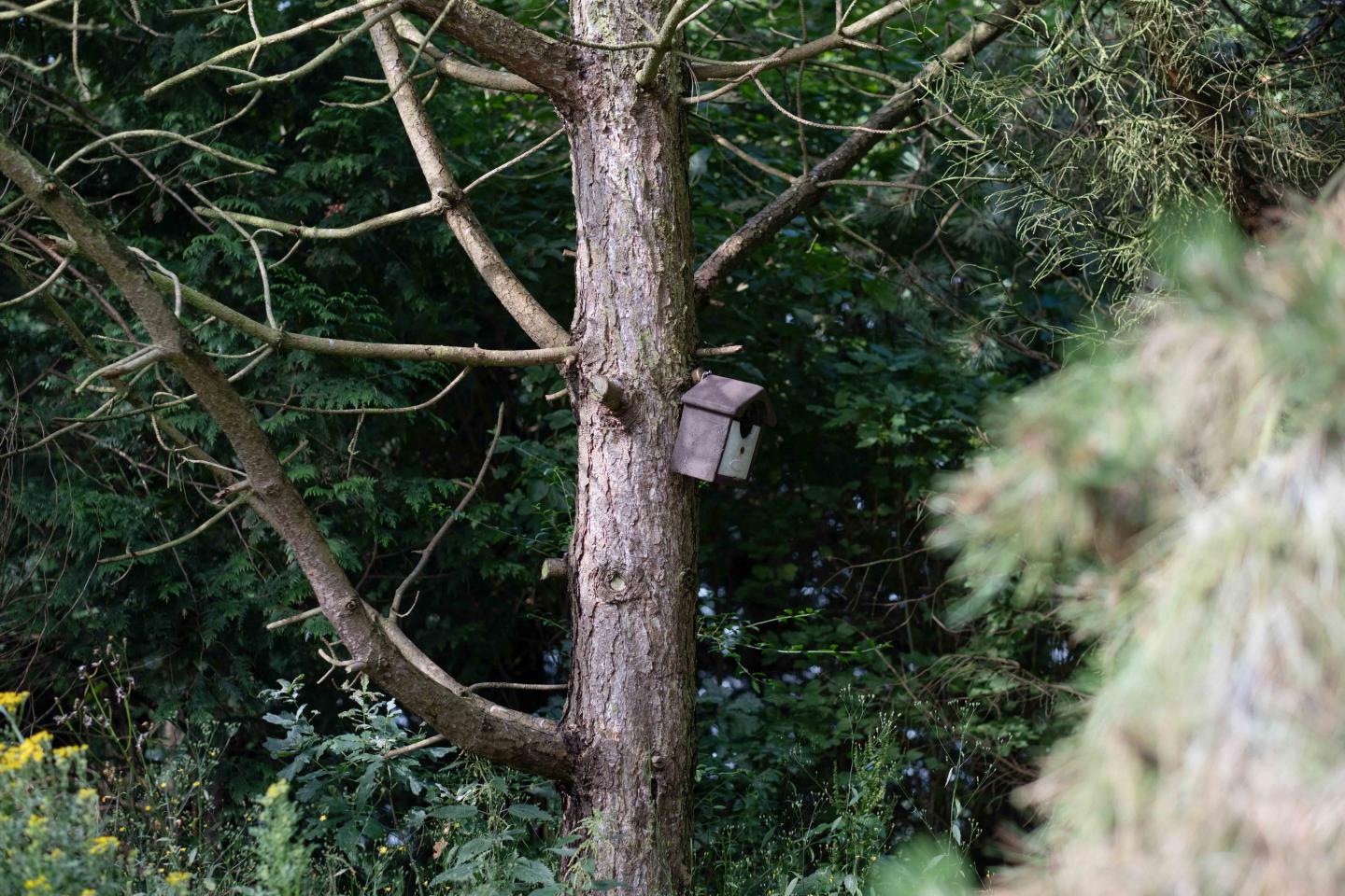foto van vogelhuisje