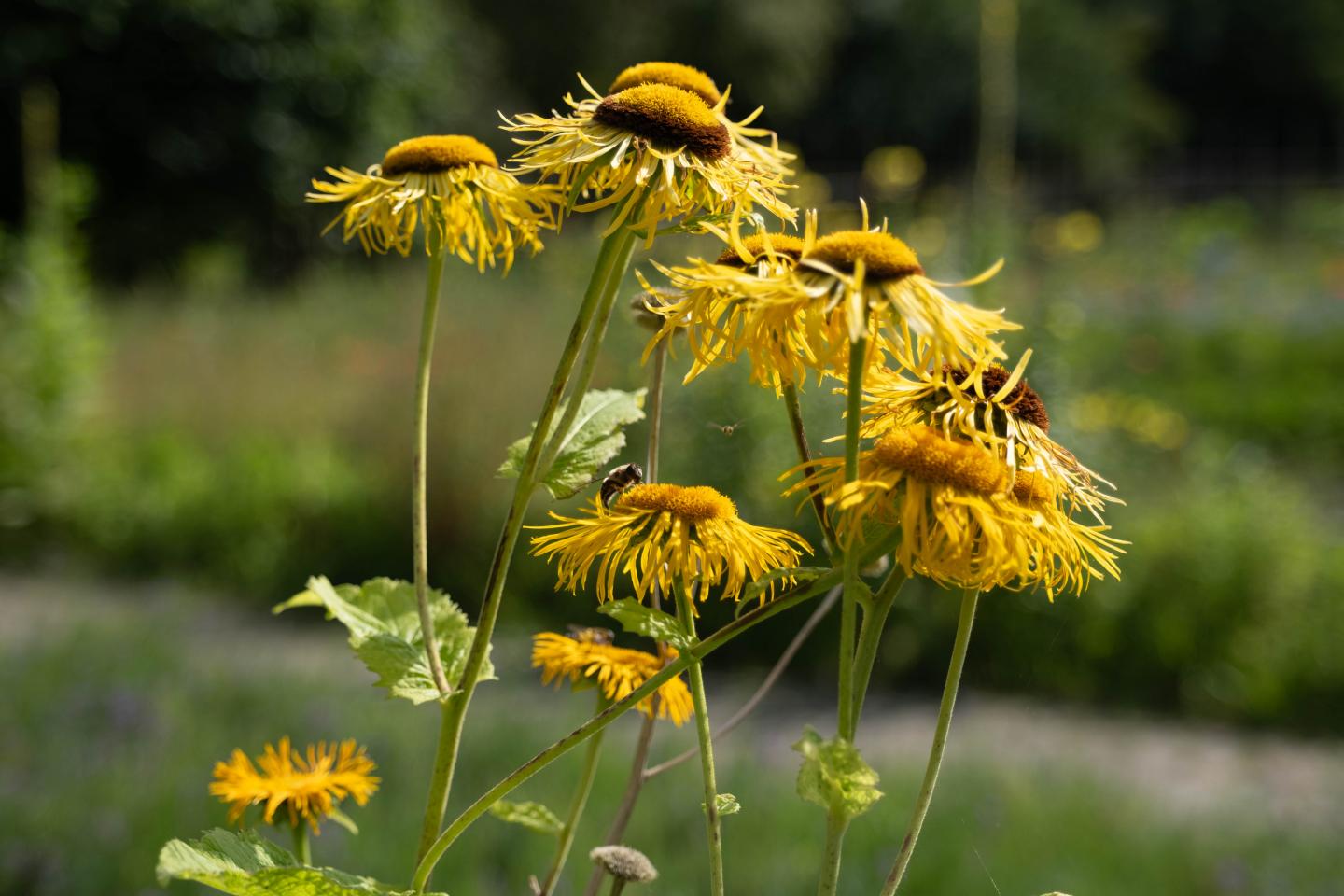 foto van bloemen