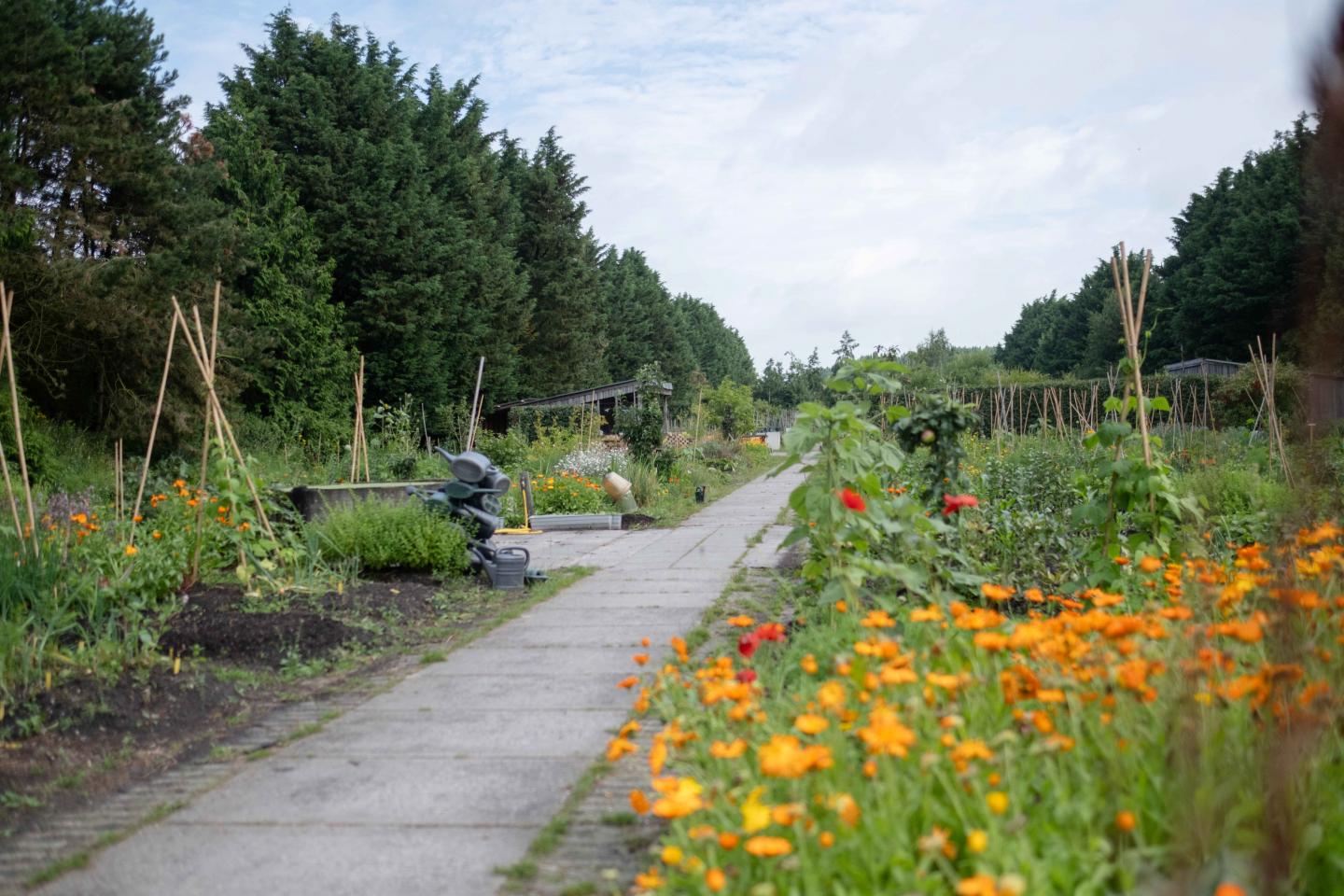 foto van de schooltuin
