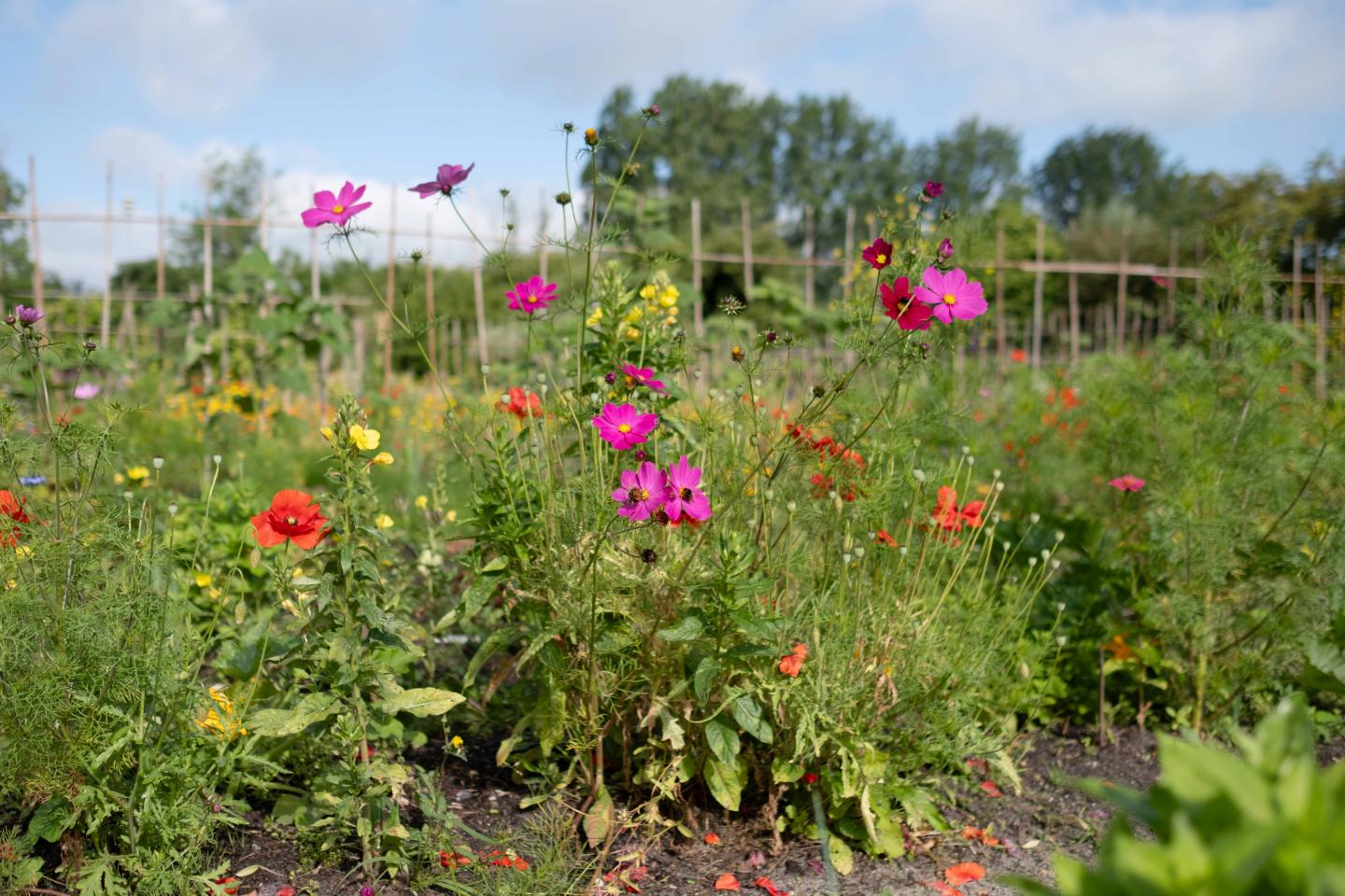 foto van bloemen op de schooltuin