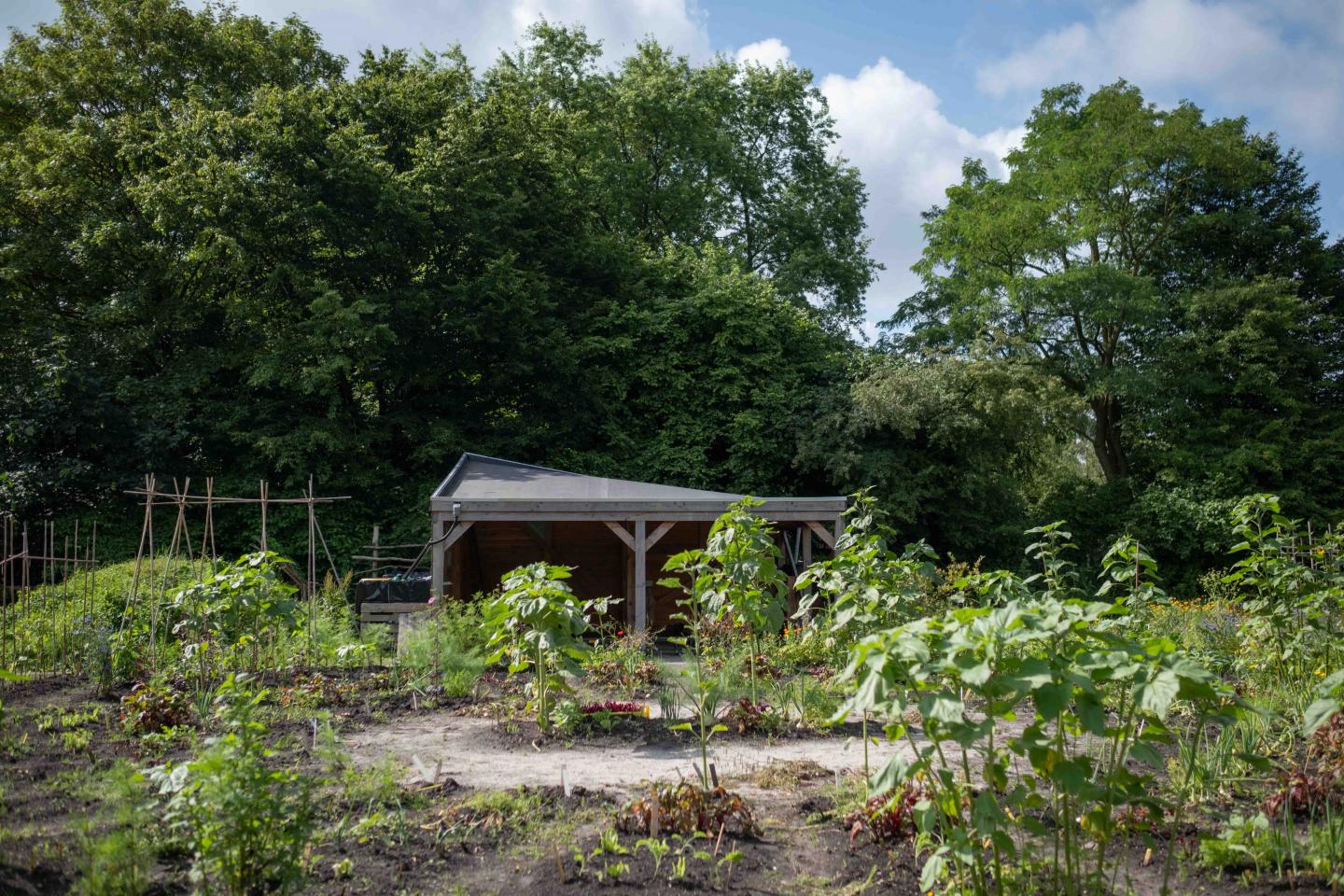 foto van de schooltuin