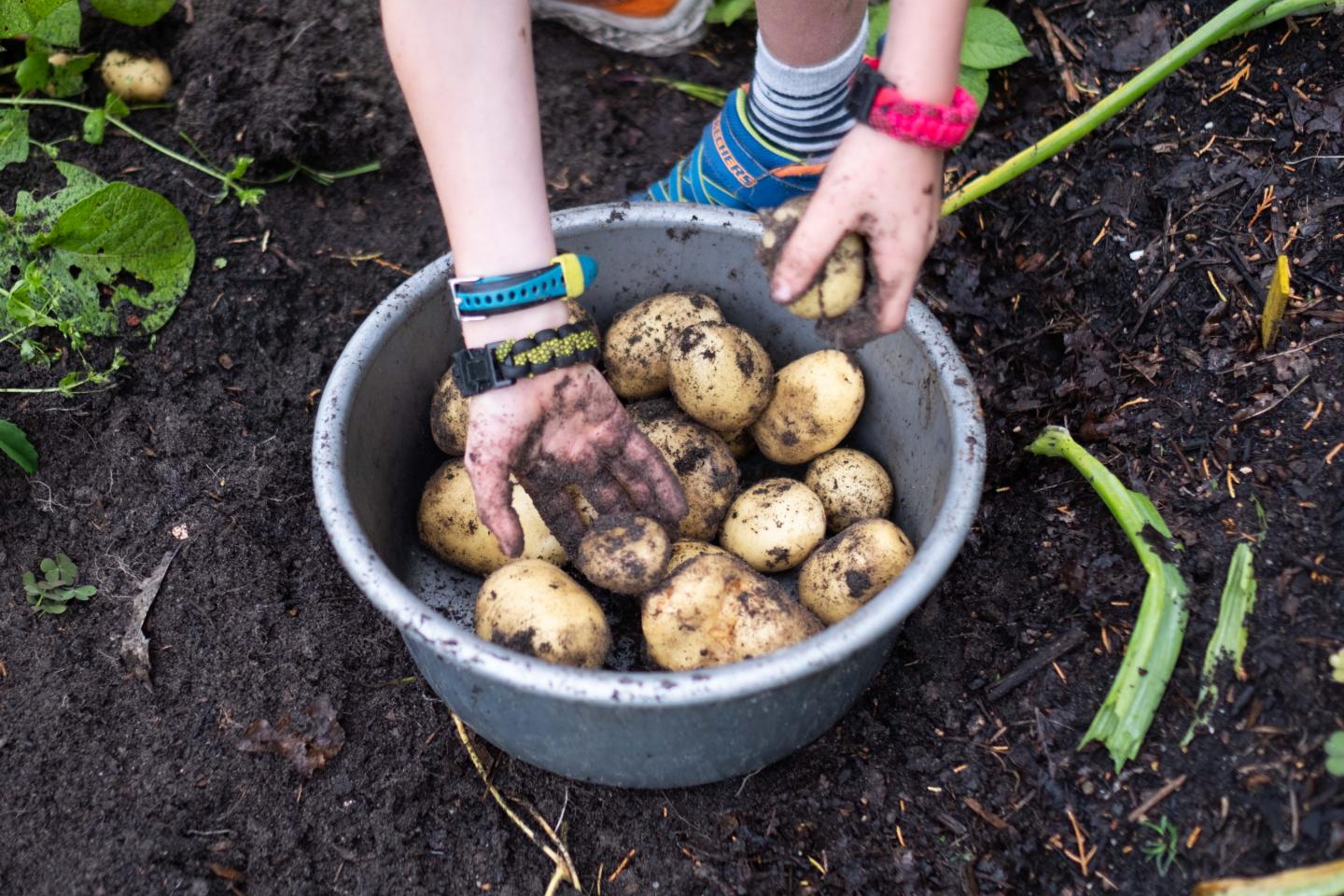foto van aardappeloogst