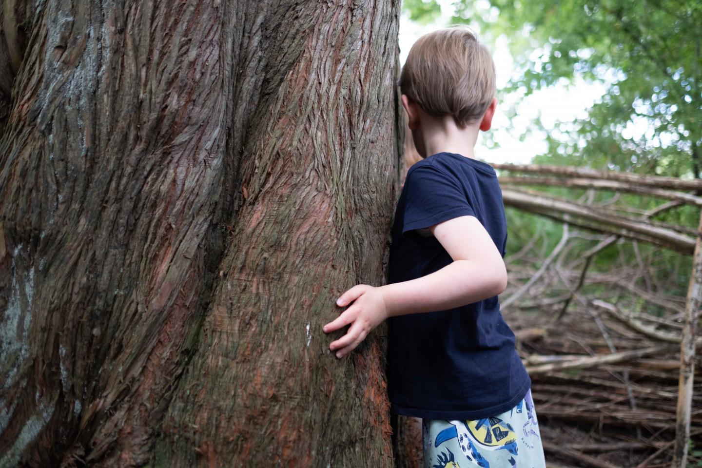 foto van de knuffelboom