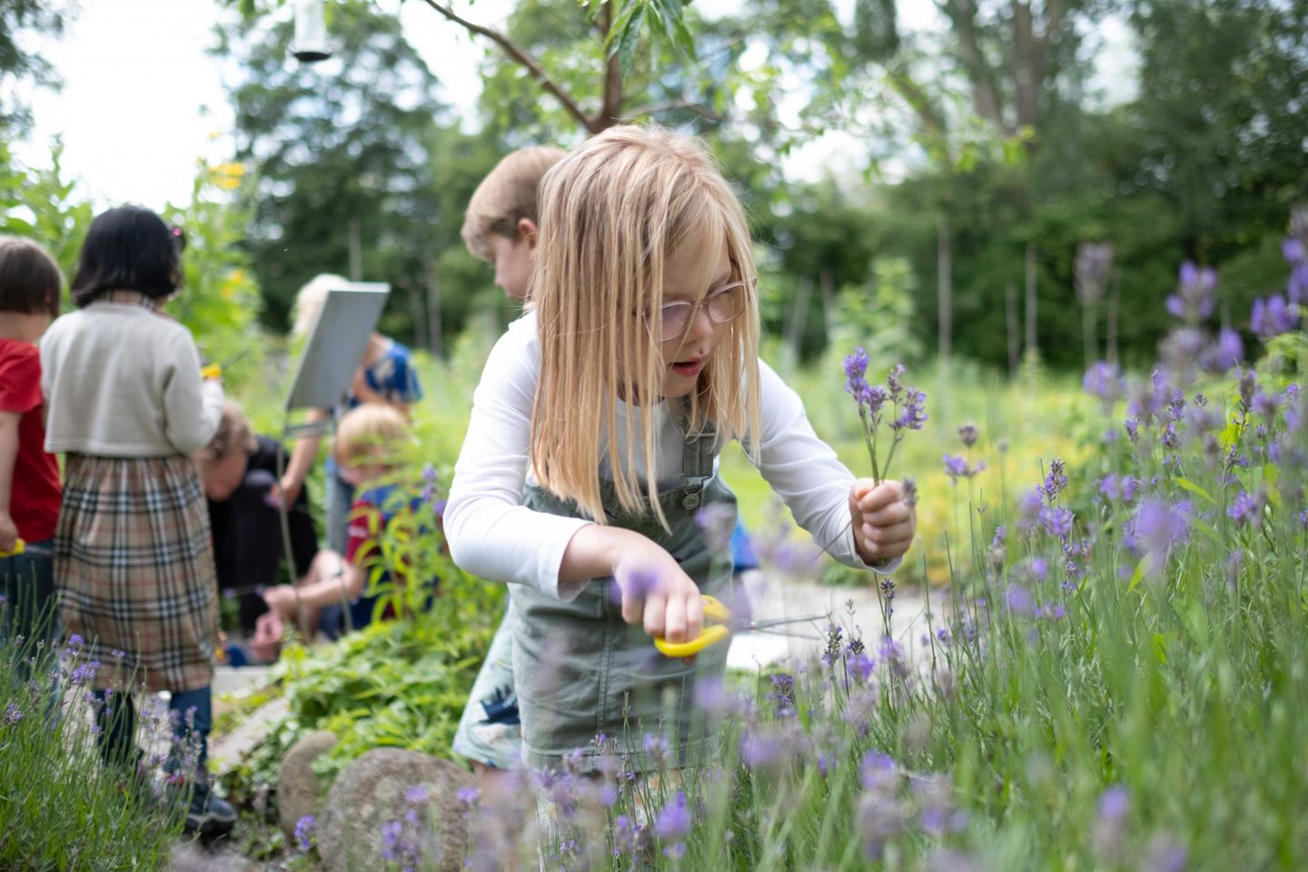 foto van kind dat lavendel plukt