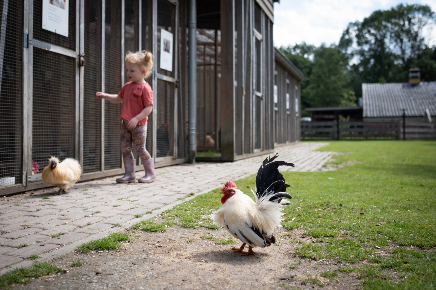 foto van kippen op de kinderboerderij