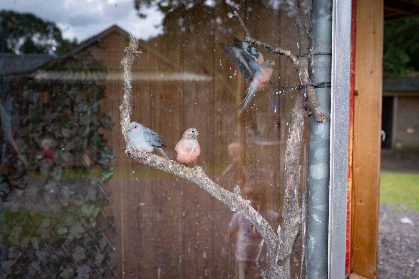 foto van vogels in de voliere