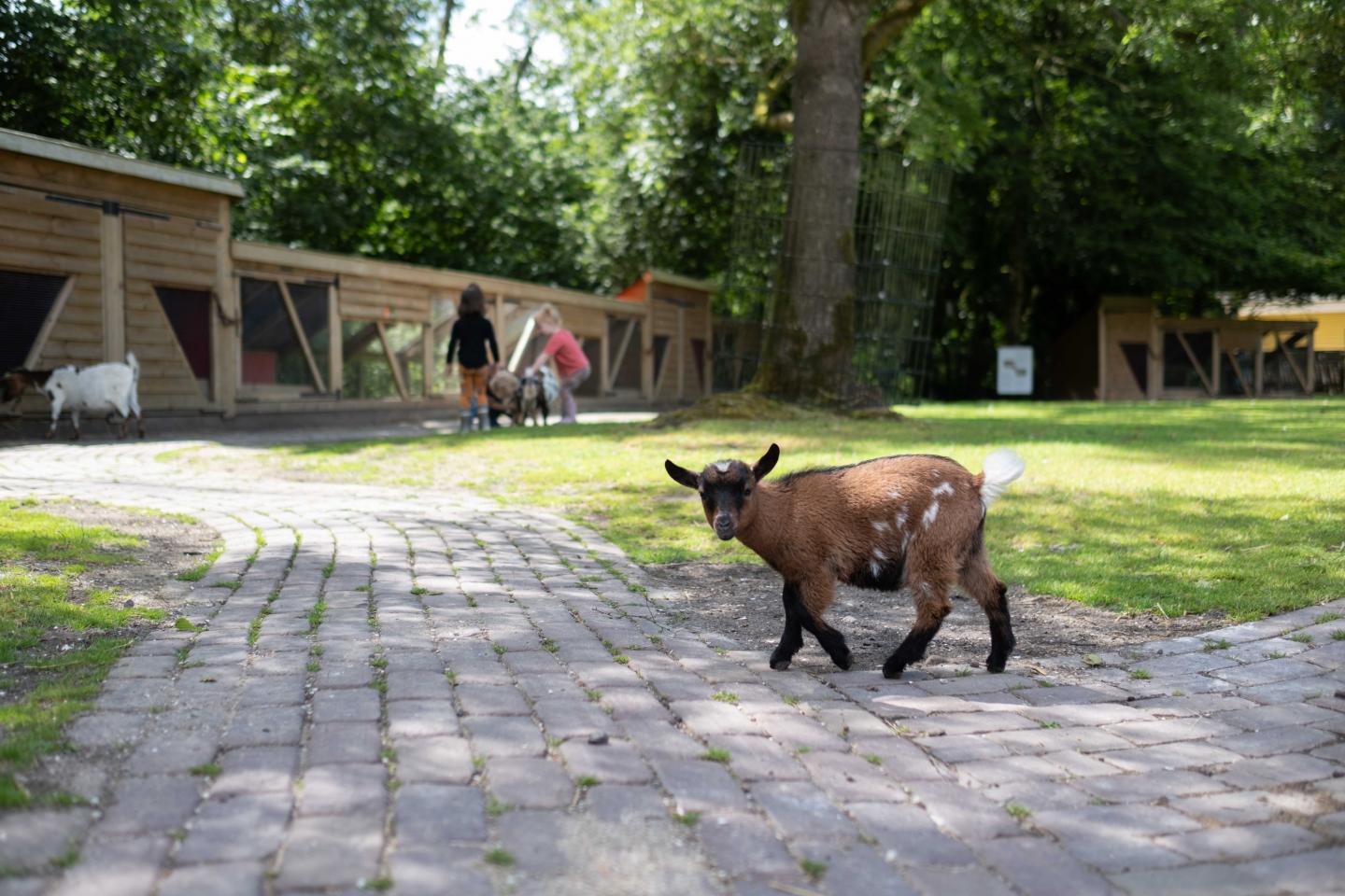 foto van een geitje