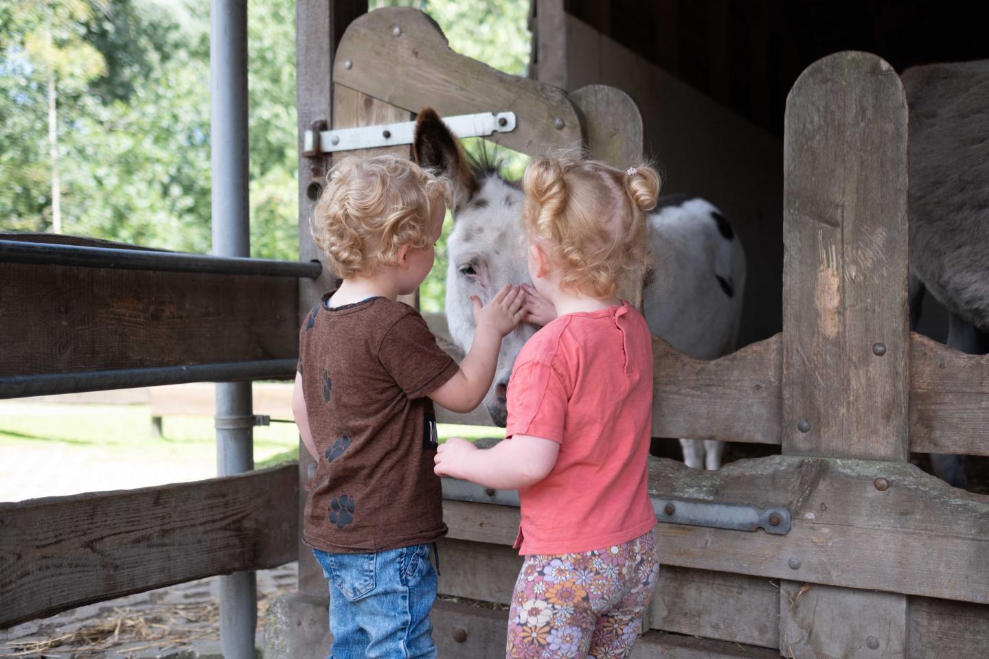 foto van kinderen en een ezel