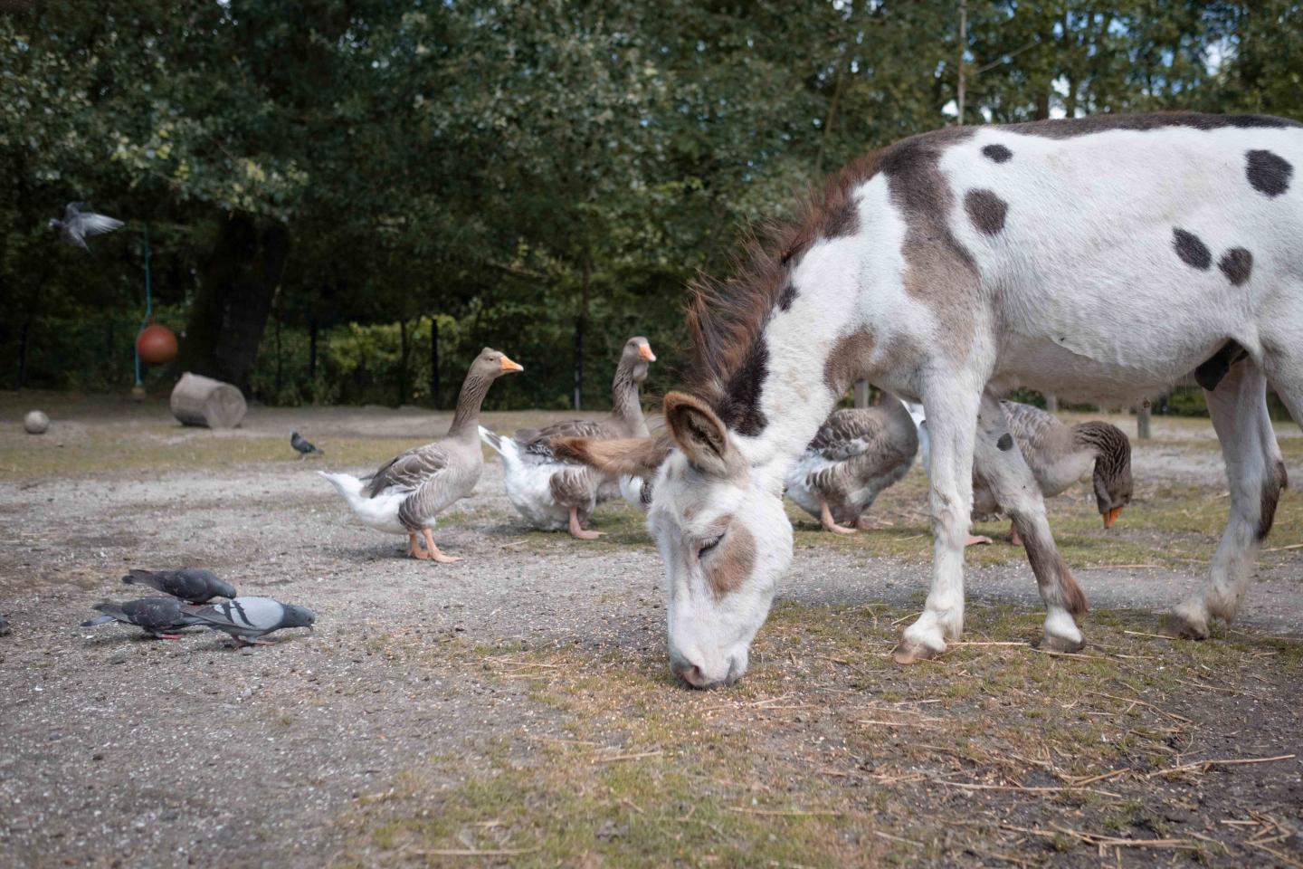 foto van boerderijdieren