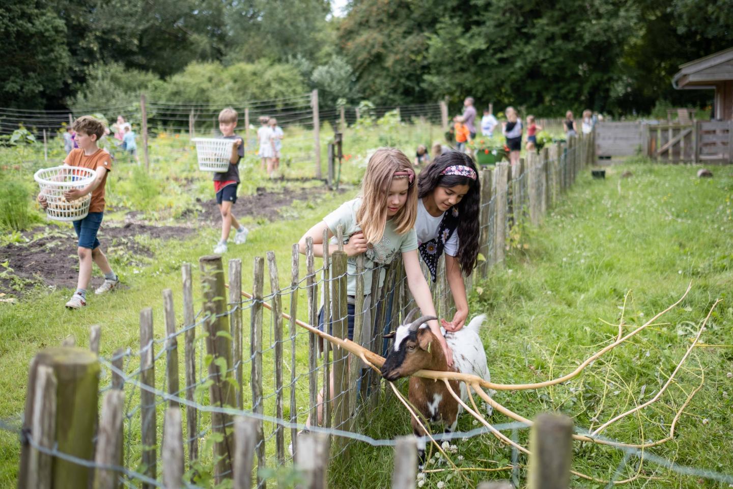 foto van kinderen bij de geitjes van de schooltuin