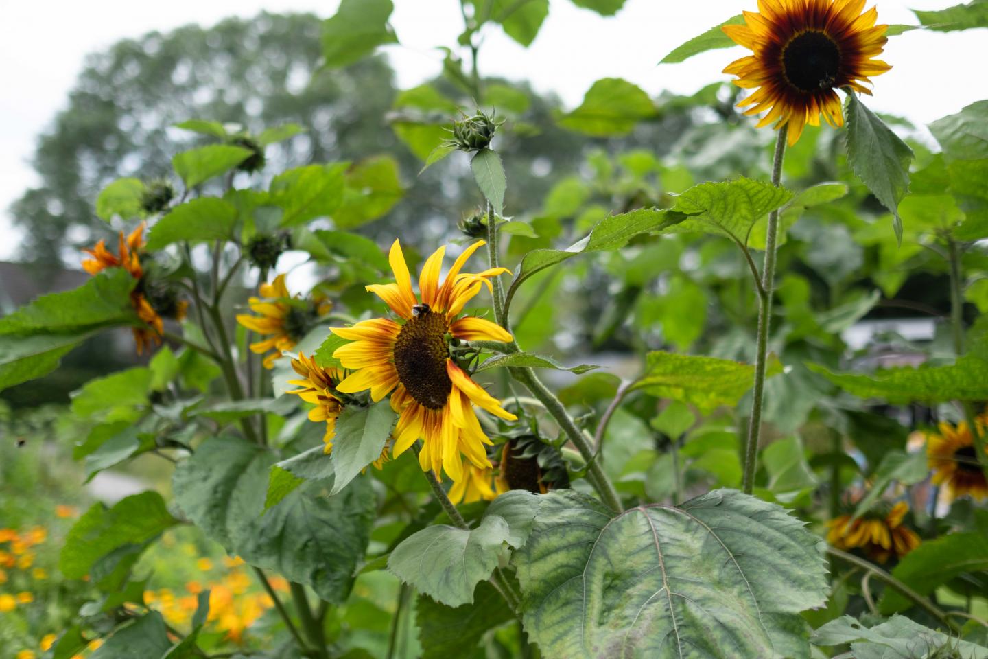 foto van zonnebloemen