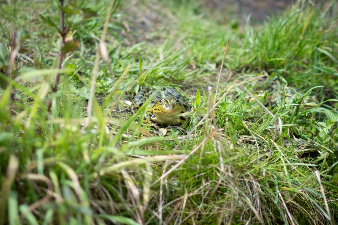 foto van een kikker