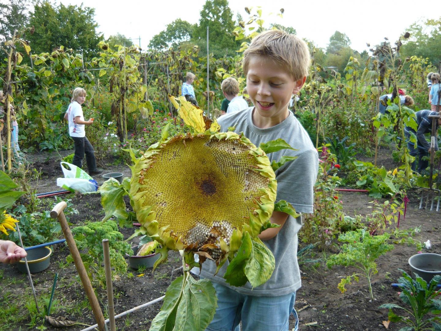 foto van kind met een grote zonnebloem