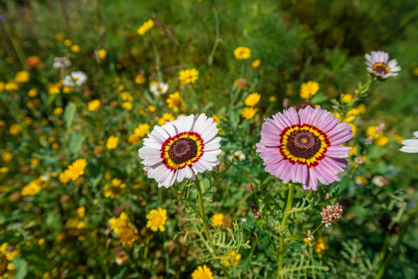 Foto van bloemen