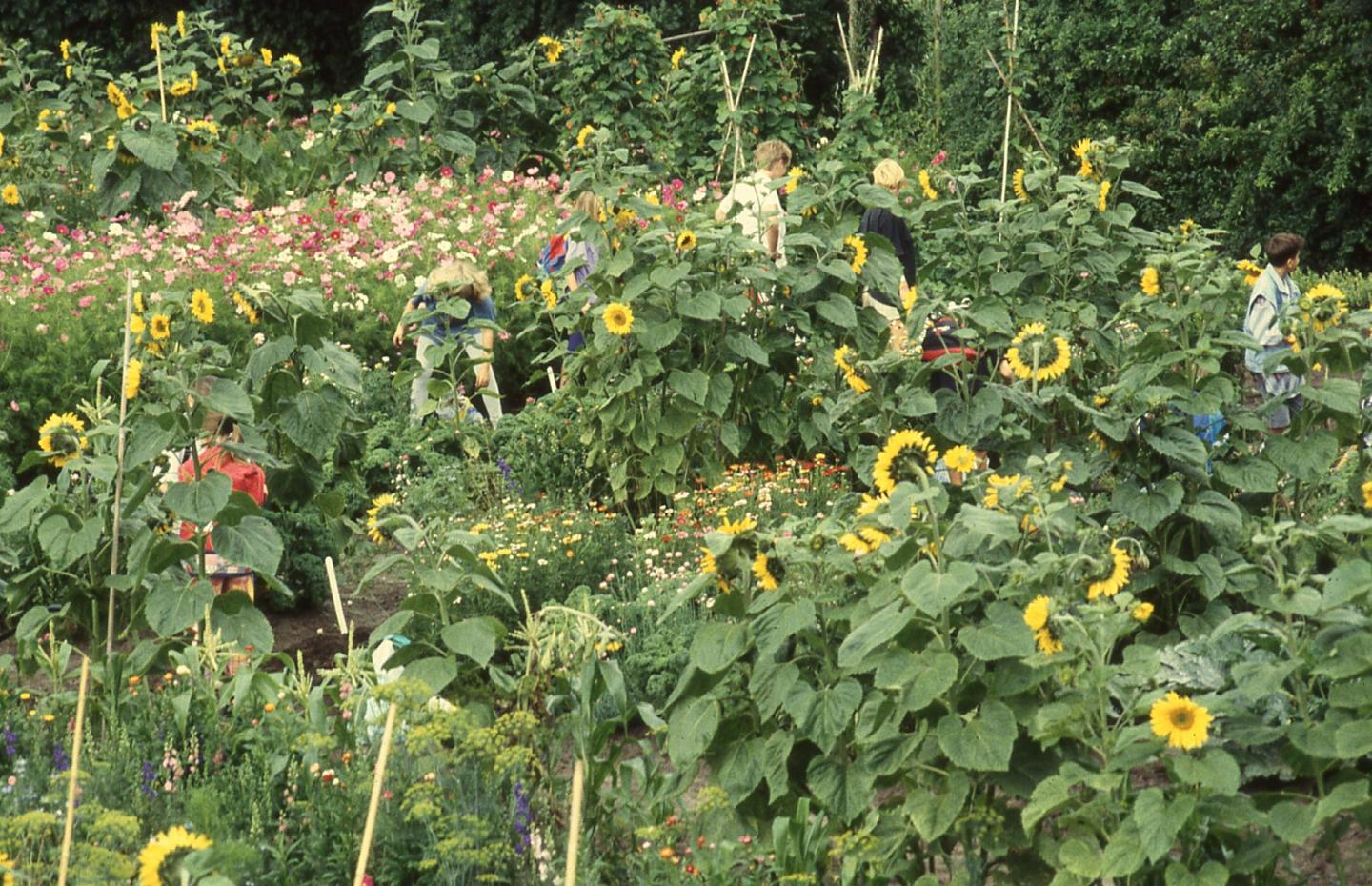 foto van schooltuin Beijum