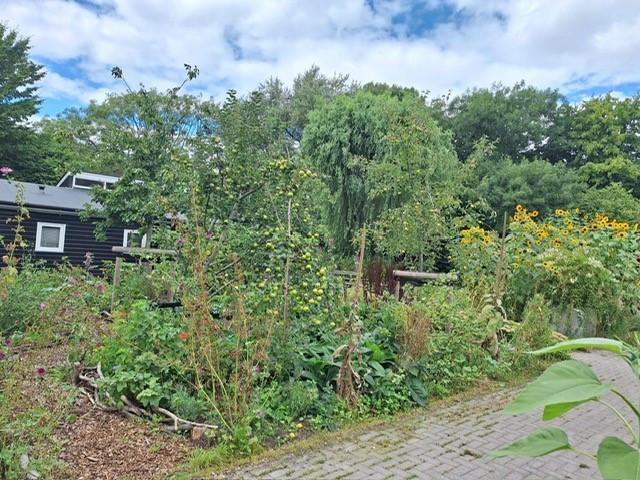 foto van voedselbosje op schooltuin Paddepoel