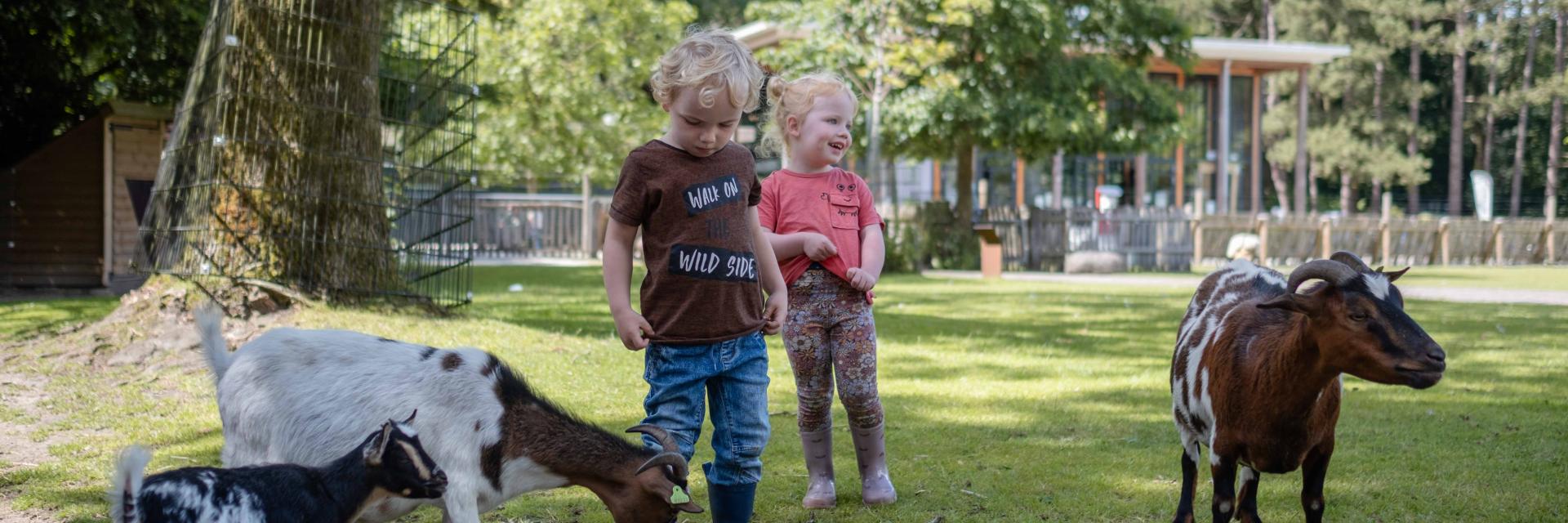 foto van kinderen op de kinderboerderij