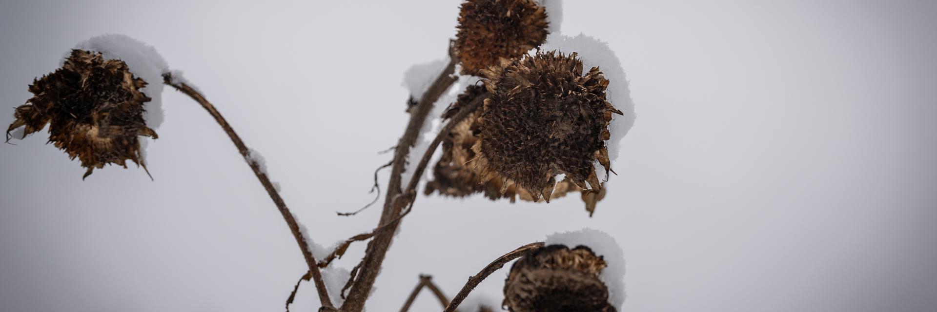 foto van zonnebloemen in de sneeuw