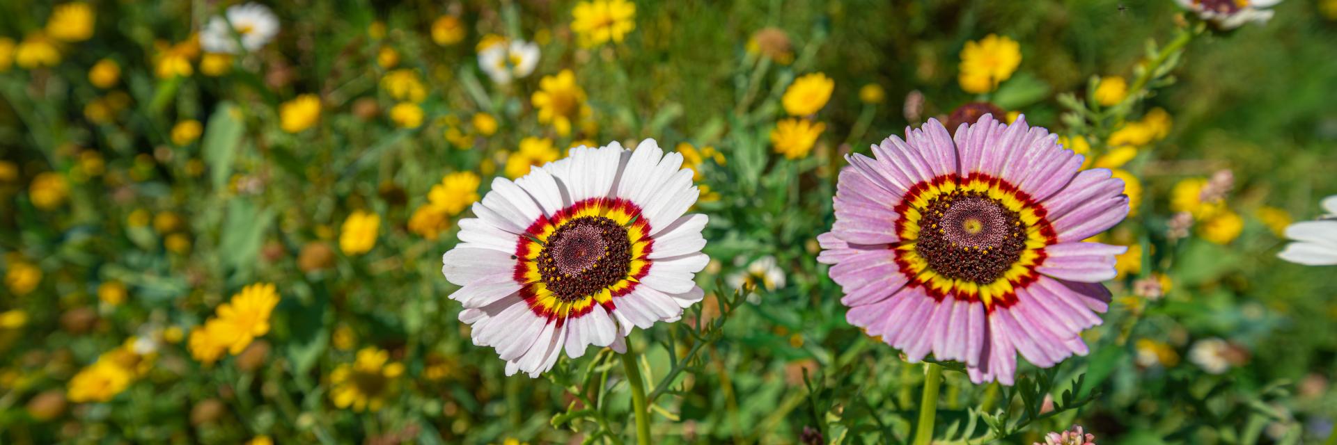 Foto van bloemen