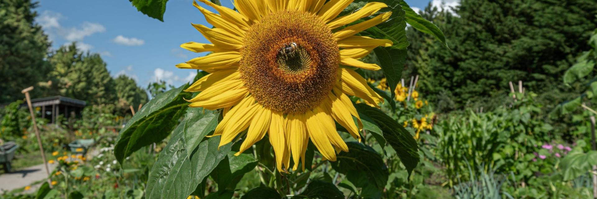 foto van een zonnebloem