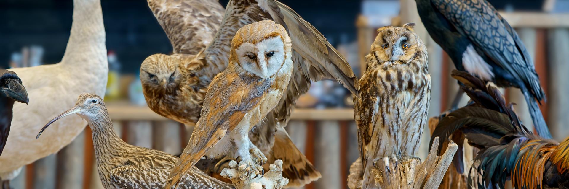 Foto opgezette vogels