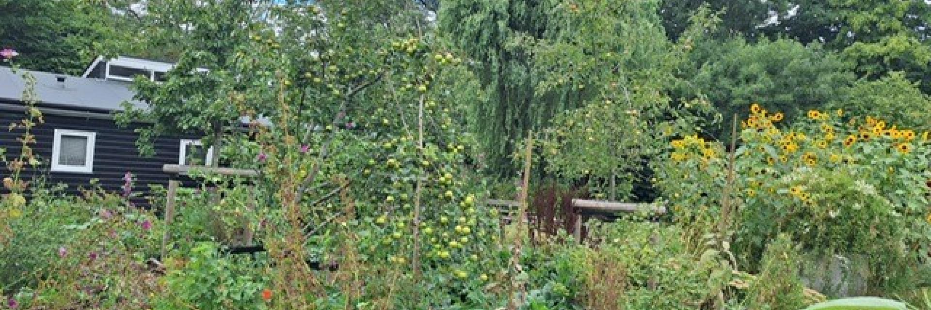 foto van voedselbosje op schooltuin Paddepoel