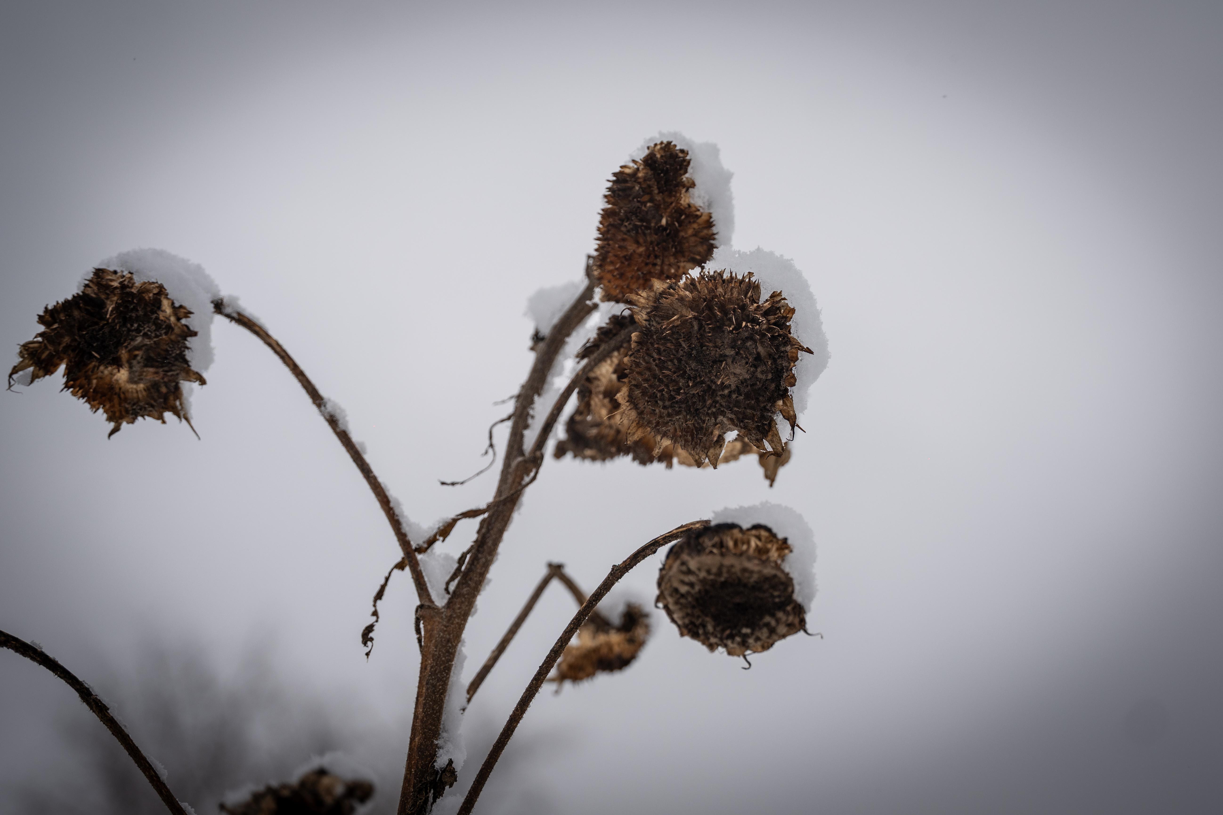 foto van zonnebloemen in de sneeuw